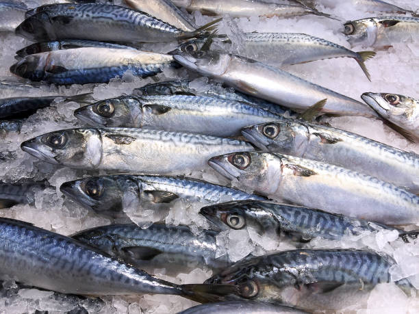 istock Frozen Saba Mackerel in a Pile of Ice 876468848