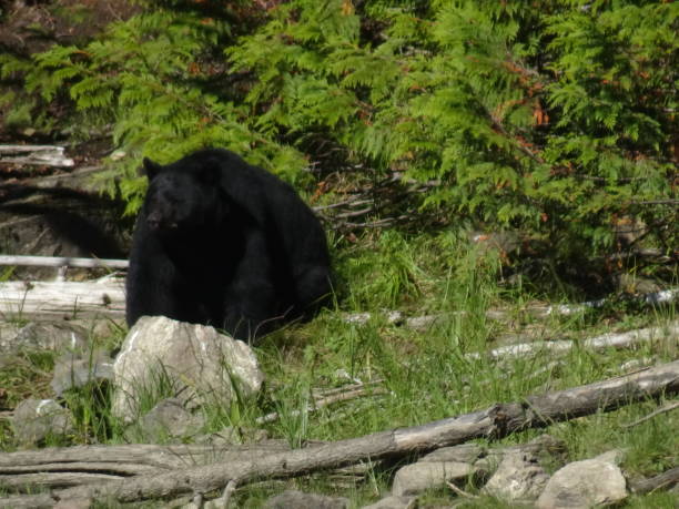 istock Big black bear sitting in grass on a shore in British Columbia in Canada 876470606