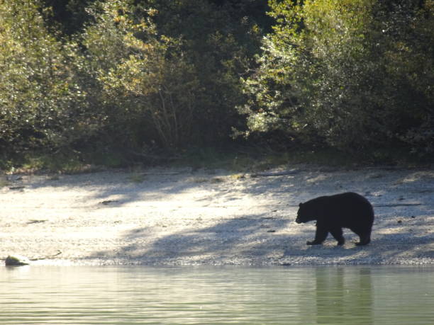 istock Big black bear walking on a shore in British Columbia in Canada 876470698