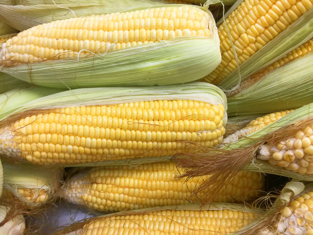 istock Pile of Fresh Young Corns Background 876471094