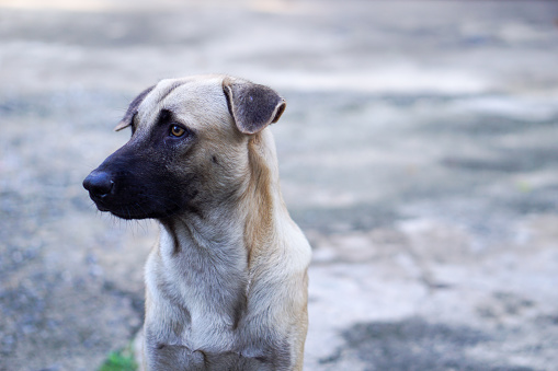 Side Shot of Thai Dog on Blur Background