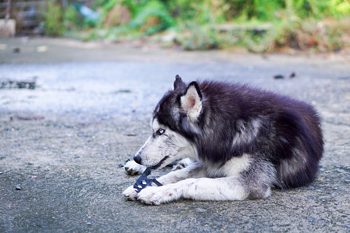 Side Shot of Siberian Husky Lay Down on The Ground with Plastic Toy in His Mouth on Blur Background