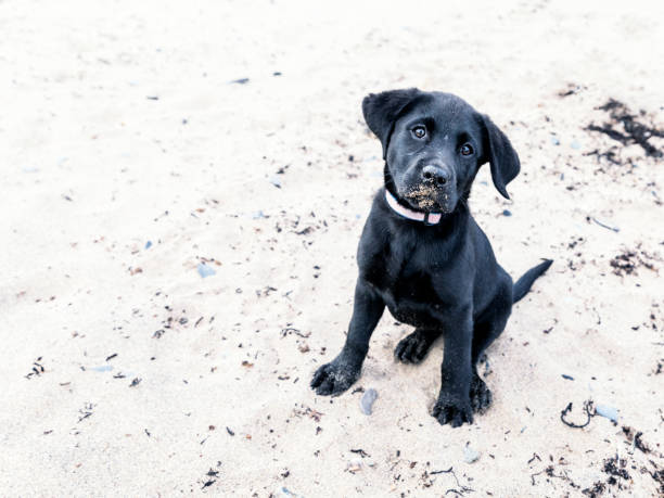 black labrador retriever puppy dog in allenamento al guinzaglio seduto sulla sabbia della spiaggia - dog black labrador retriever animal nose foto e immagini stock