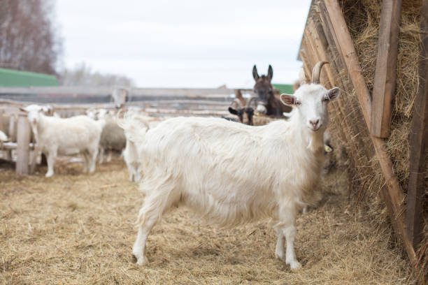 istock Agriculture breeding goats. Animals eat hay. 876474228