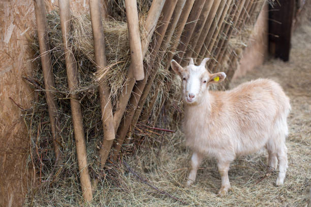 istock Agriculture breeding goats. Animals eat hay. 876474332
