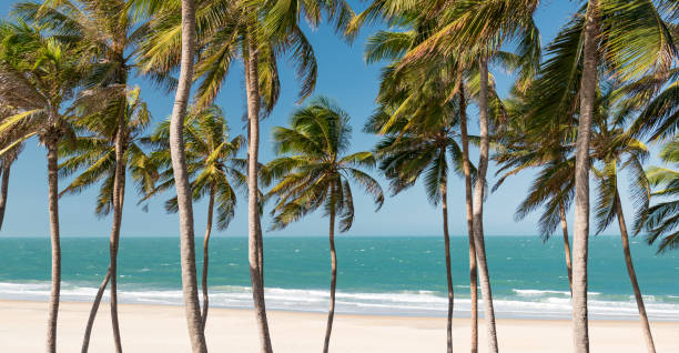 istock Palm Tree Beach Background Panorama, Brazil 876475092