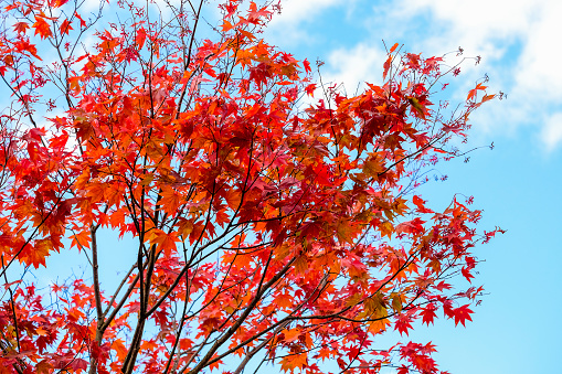 Bright red maple leaves on clear blue sky background landscape in autumn season, maple leaves turn from orange to red