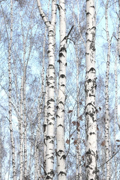Birch trees in bright sunshine / trunks of birch trees in birch-wood