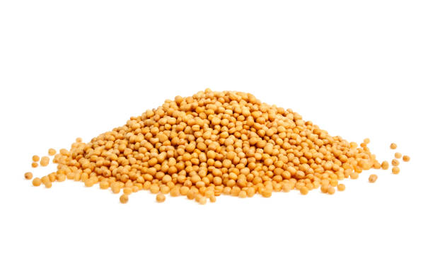 istock Yellow mustard seeds on a white background 876484994