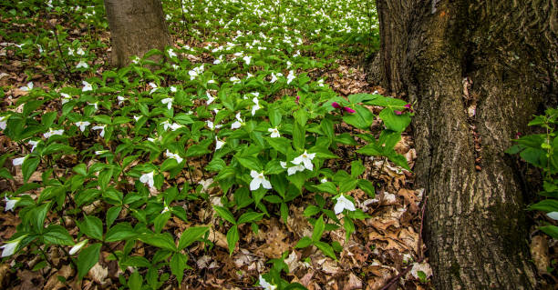 istock Spring Trillium Wildflowers Landscape In A Northern Boreal Forest 876485198
