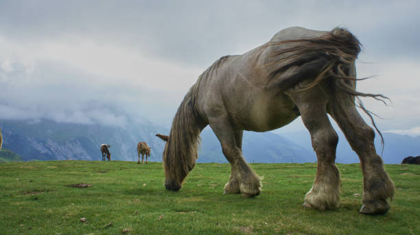 Pyrenees Horses 2 stock photo