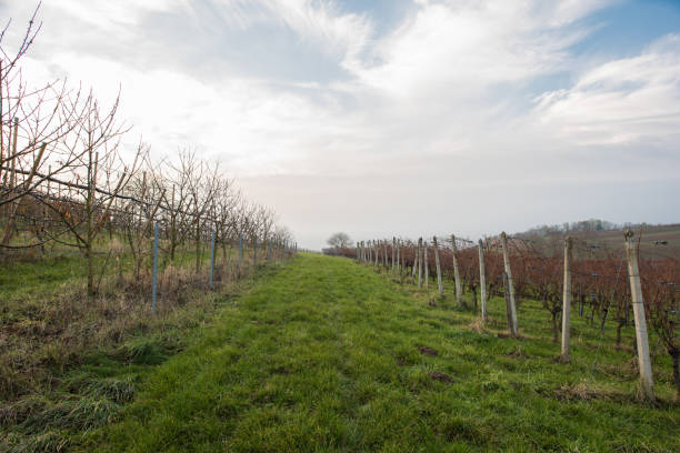 istock vine yards in south west germany at autumn 876489820