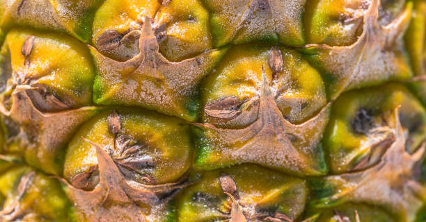 skórka ananasowa - pineapple sour taste full tropical climate zdjęcia i obrazy z banku zdjęć