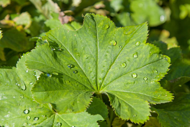 istock Alchemilla vulgaris 876493728