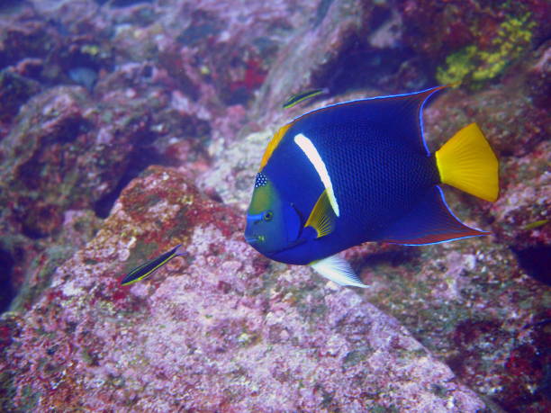 istock Colorful fish at the Galapagos Islands in Ecuador 876493844