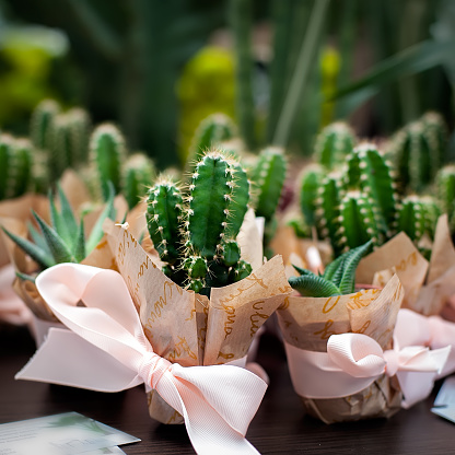 Mini cactuses in pots wrapped in decorative paper with pink bow. Buying a gift in a flower shop.