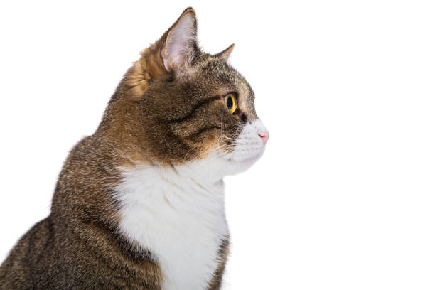 istock Portrait of a serious grey cat 876497066
