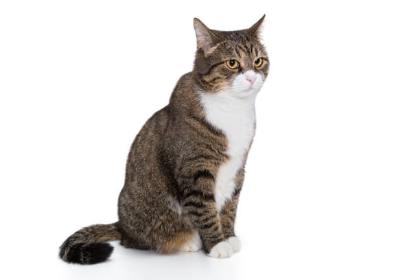 istock Portrait of a serious grey cat 876497104