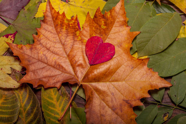 istock Autumn Leaves over old wooden background 876504360