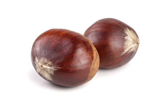 istock fresh edible chestnut isolated on white background 876508036
