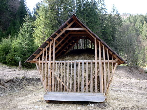 Hay in the forest, Animal feed in the woods,