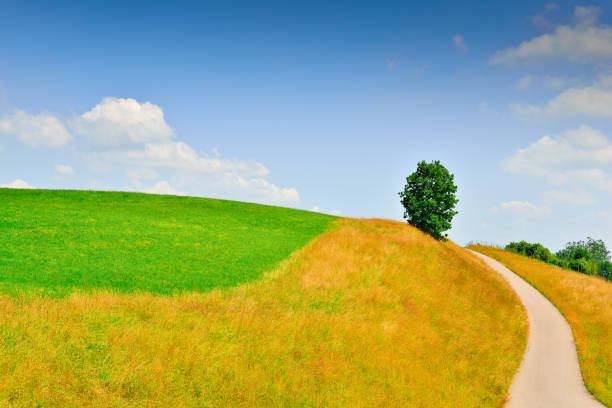 a field of cut grass, the road goes over the edge, the tree on the edge of the meadow, summer, clouds in the blue sky
