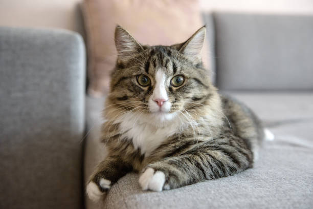 istock cat lying on the couch. Cat relaxing on the couch 876511410