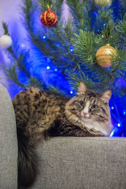 istock cat on a sofa near the Christmas tree 876511496