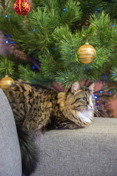 istock cat on a sofa near the Christmas tree 876511498