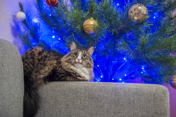 istock cat on a sofa near the Christmas tree 876511518