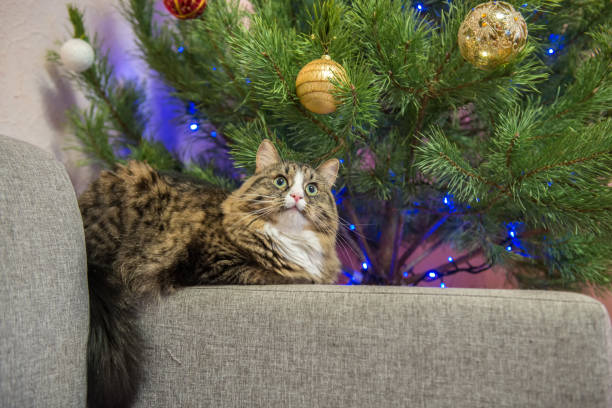 istock cat on a sofa near the Christmas tree 876511532