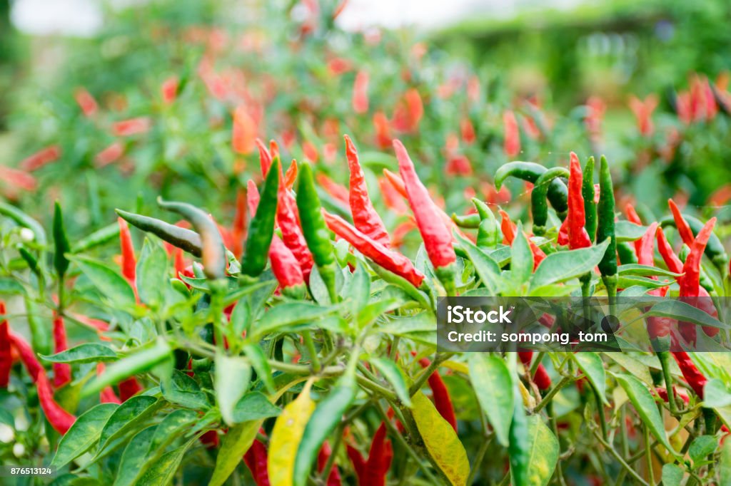 Chili peppers and organic vegetable agricultural garden Agriculture Stock Photo