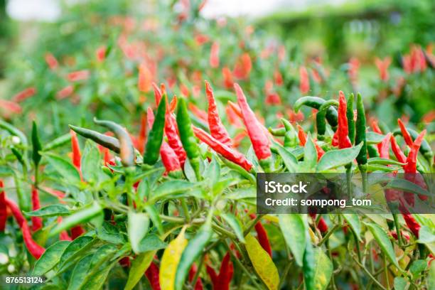Chili Peppers And Organic Vegetable Agricultural Garden Stock Photo - Download Image Now