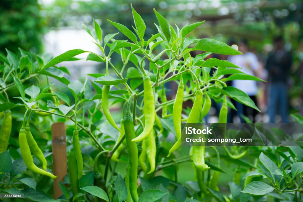 Chili peppers and organic vegetable agricultural garden Agriculture Stock Photo