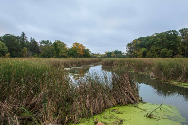 istock Swamp leading to Minnetonka lake 876519390