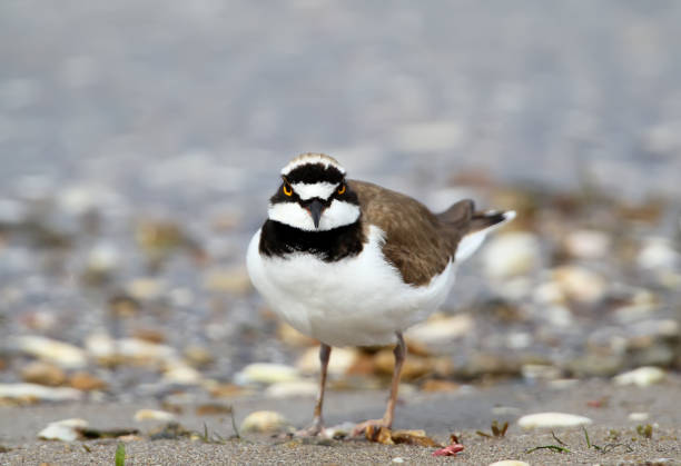istock Front view portrait of ringer plover in breeding plumage. 876523756