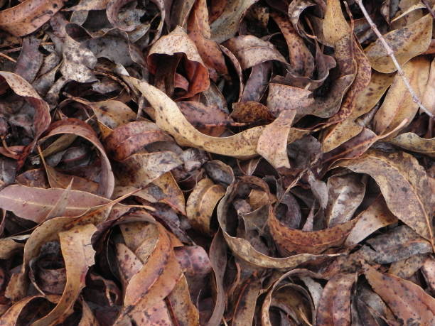 istock dry leaves lying on the ground 876526458
