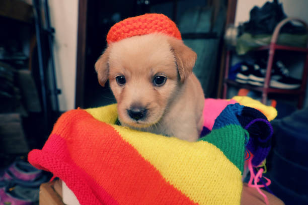 Cute puppy on colorful blanket, dog is friendly animal and loyal, young pup sit at house