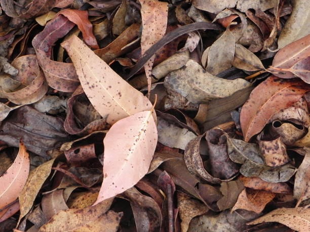 istock dry leaves lying on the ground 876526904