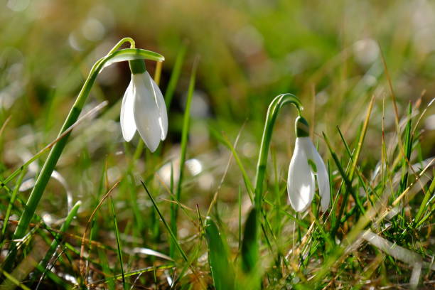 istock Small snow little bells with grass 876530126