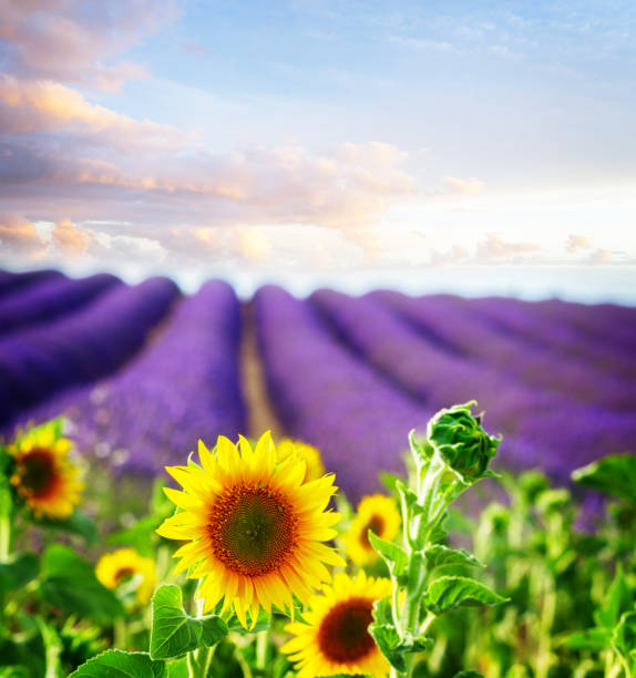 istock Sunflower and Lavender field 876531624