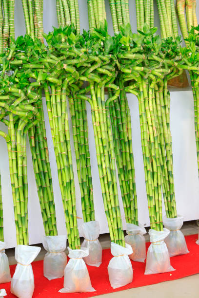 istock Lucky bamboo, closeup of photo 876534546