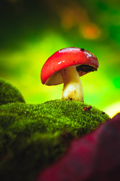 istock fresh mushroom russula white stalk grows on moss 876534784