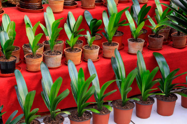 istock Potted clivia in a botanical garden 876535054
