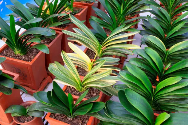 Photo of Potted clivia in a botanical garden