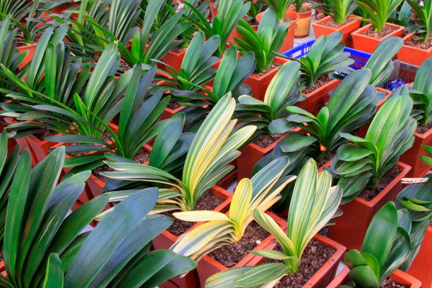 Potted clivia in a botanical garden