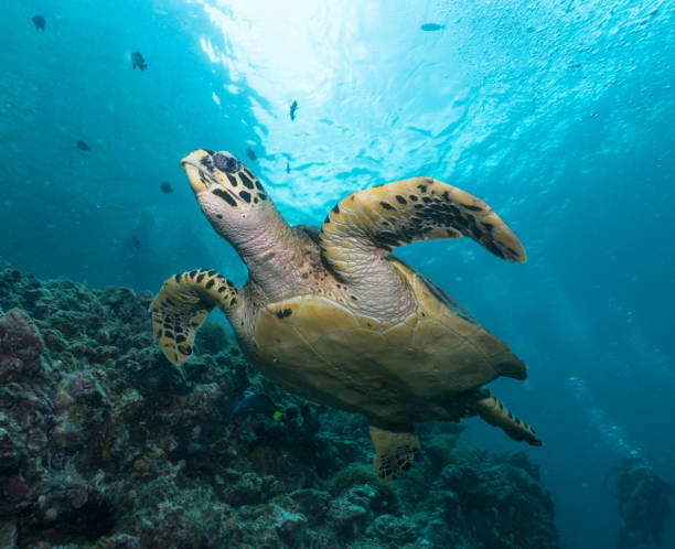 istock Diver in rare underwater encounter with Critically Endangered Hawksbill Sea Turtle (Eretmochelys imbricata) 876535942