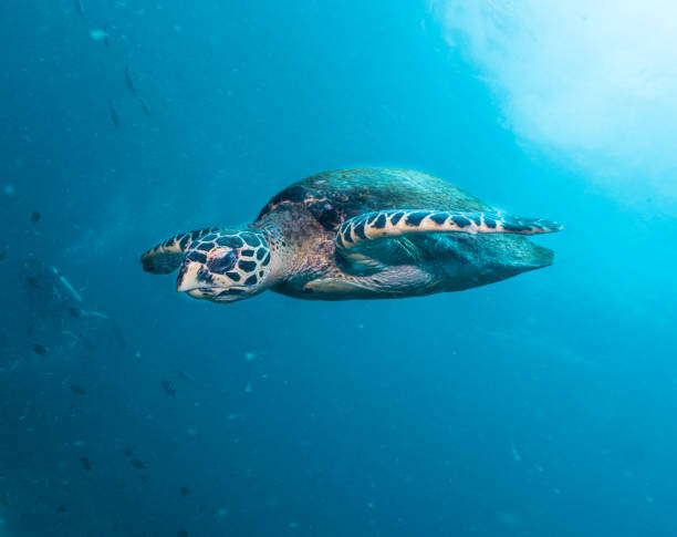 istock Diver in rare underwater encounter with Critically Endangered Hawksbill Sea Turtle (Eretmochelys imbricata) 876535948