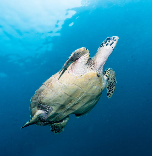 istock Rare underwater encounter with Critically Endangered Hawksbill Sea Turtle (Eretmochelys imbricata) 876538164
