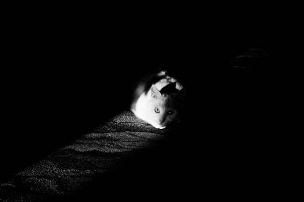 istock A ray of sunshine on a cat 876538966